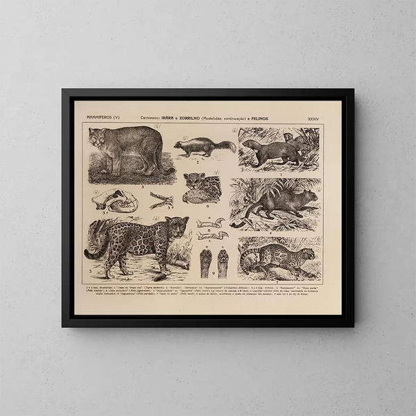 Atlas de la faune du Brésil Pl34 - Rodolpho von Ihering — kehystetty taideteos seinällä