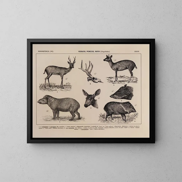 Atlas de la faune du Brésil Pl36 - Rodolpho von Ihering — kehystetty taideteos seinällä