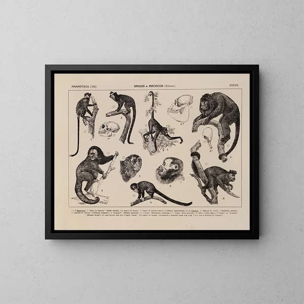 Atlas de la faune du Brésil Pl37 - Rodolpho von Ihering — kehystetty taideteos seinällä