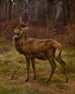 Cerf dans un paysage d'automne - Rosa Bonheur — näkymä teoksesta