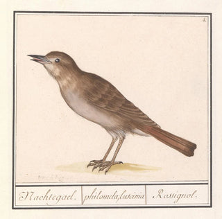 Rossignol Luscinia megarhynchos - Anselmus Botius de Boodt
