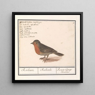 Rouge-gorge Erithacus rubecula - Anselmus Botius de Boodt