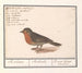 Punatulkku Erithacus rubecula - Anselmus Botius de Boodt — näkymä teoksesta