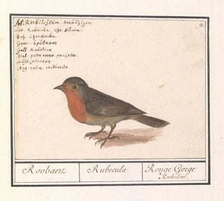 Rouge-gorge Erithacus rubecula - Anselmus Botius de Boodt