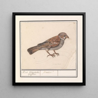 Anselmus Botius de Boodt - Rietgors Emberiza schoeniclus.webp