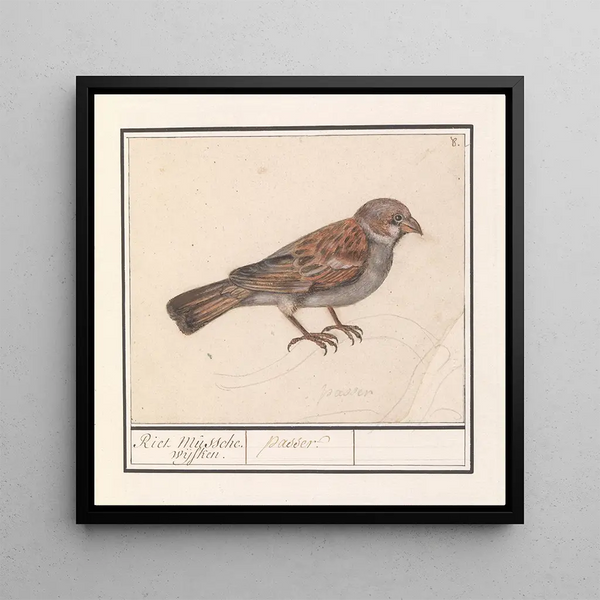 Anselmus Botius de Boodt - Rietgors Emberiza schoeniclus.webp