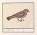 Rousserolle effarvatte Emberiza schoeniclus - Anselmus Botius de Boodt — näkymä teoksesta