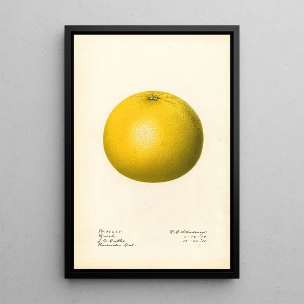 Citrus paradisi Marsh - Royal Charles Steadman — kehystetty taideteos seinällä