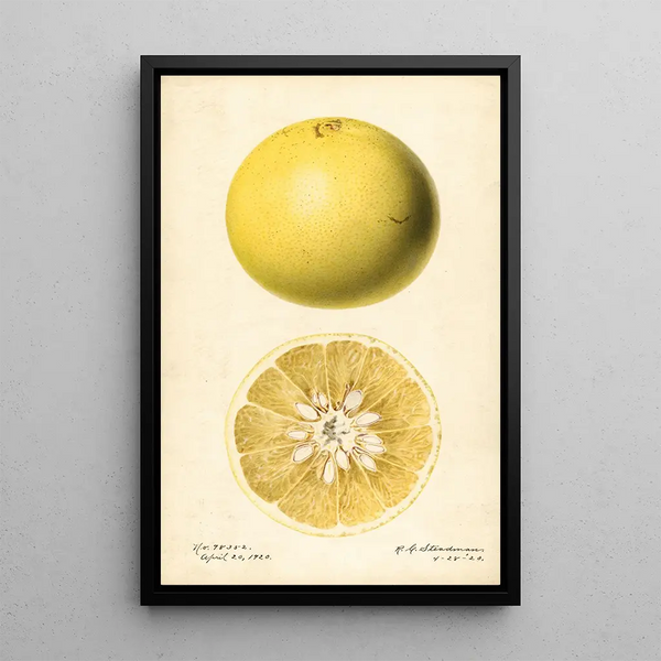 Citrus paradisi - Royal Charles Steadman — kehystetty taideteos seinällä