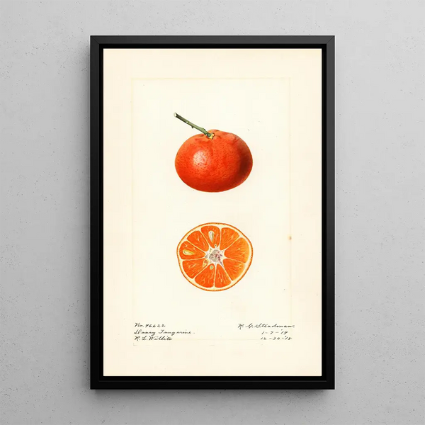 Citrus reticulata Dancy - Royal Charles Steadman — kehystetty taideteos seinällä