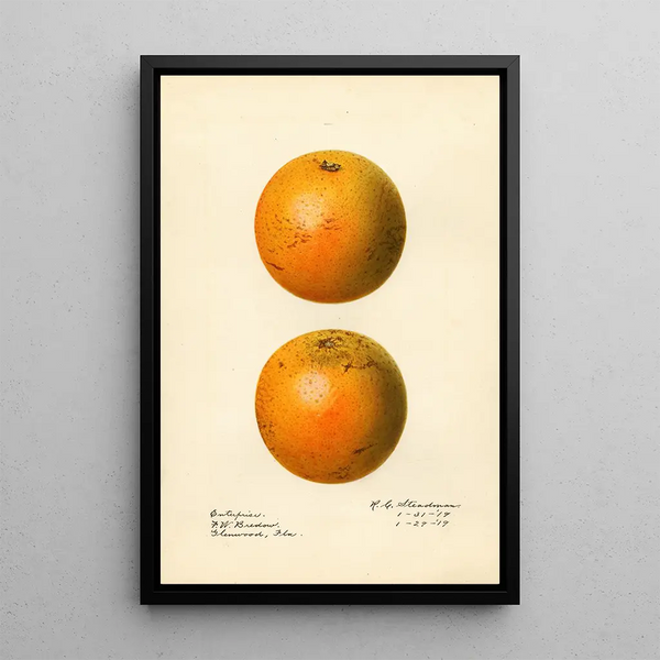 Citrus sinensis Enterprise - Royal Charles Steadman — kehystetty taideteos seinällä