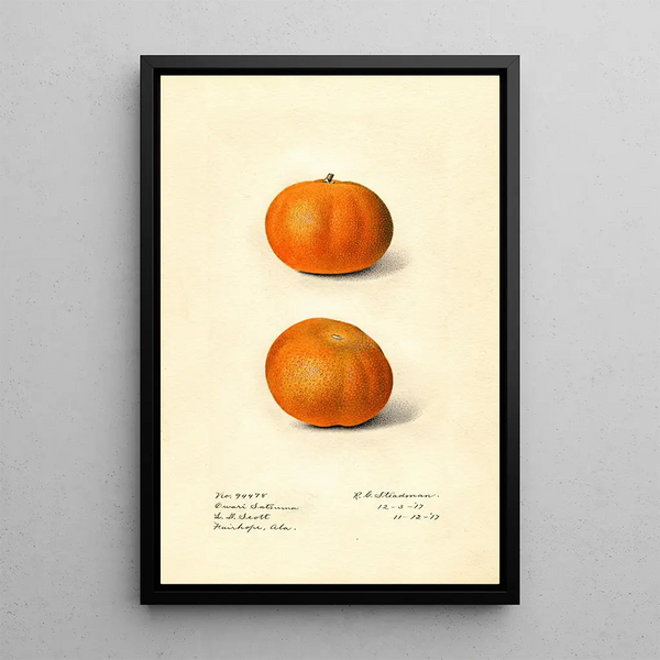 Citrus sinensis Owari Satsuma - Royal Charles Steadman — kehystetty taideteos seinällä