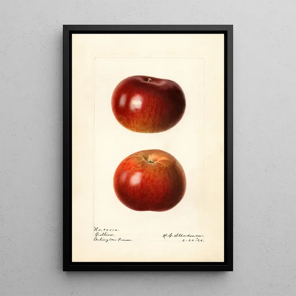 Malus domestica Collins - Royal Charles Steadman — kehystetty taideteos seinällä