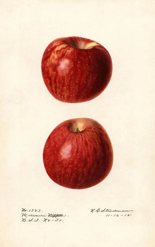 Royal Charles Steadman - Malus domestica Missouri Pippin.webp