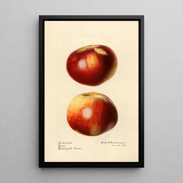 Malus domestica Nero - Royal Charles Steadman — kehystetty taideteos seinällä