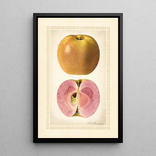 Malus domestica - Royal Charles Steadman — kehystetty taideteos seinällä