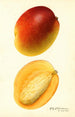 Mangifera indica Hayden - Royal Charles Steadman — näkymä teoksesta