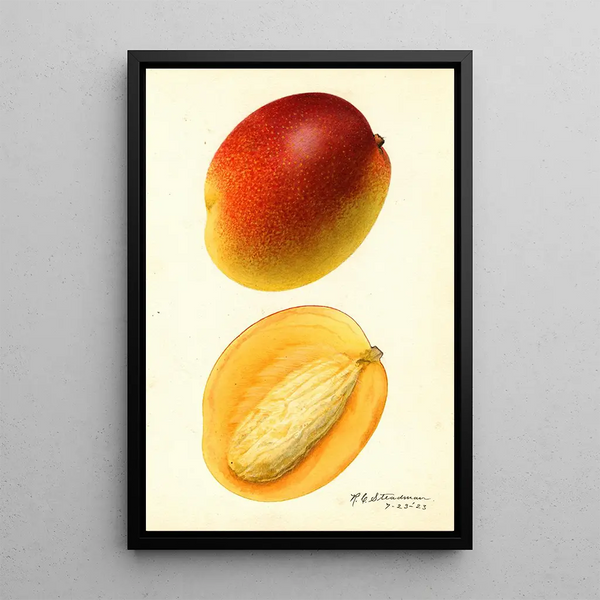 Mangifera indica Hayden - Royal Charles Steadman — kehystetty taideteos seinällä