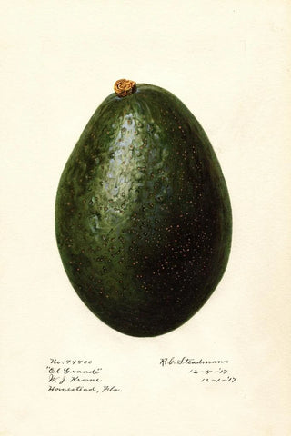 Royal Charles Steadman - Persea El Grande.webp