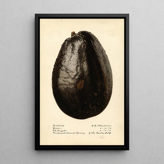 Royal Charles Steadman - Persea Queen.webp