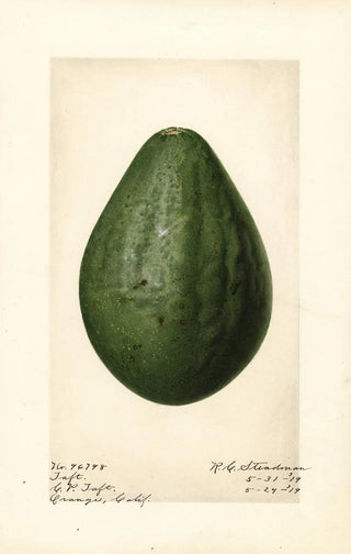 Royal Charles Steadman - Persea Taft.webp