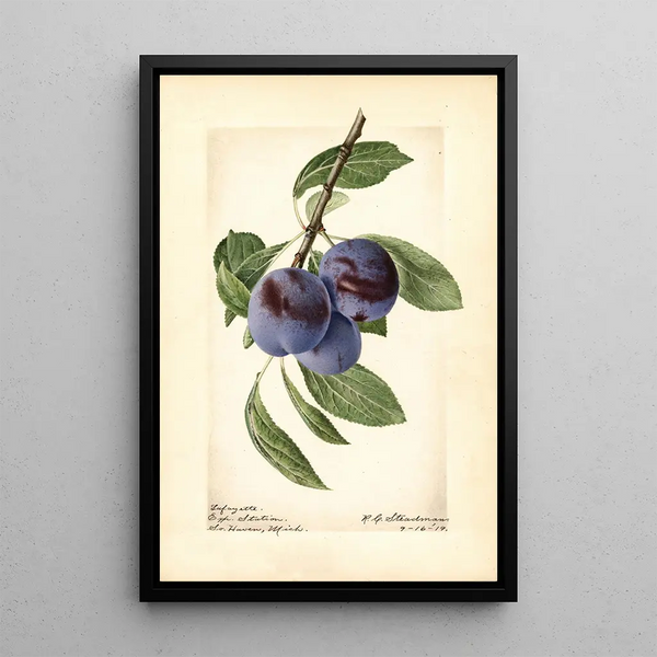 Prunus domestica Lafayette - Royal Charles Steadman - Royal Charles Steadman — kehystetty taideteos seinällä