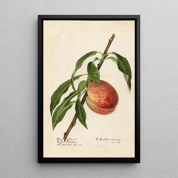 Prunus persica Mayflower - Royal Charles Steadman - Royal Charles Steadman — kehystetty taideteos seinällä
