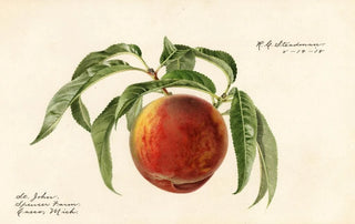 Royal Charles Steadman - Prunus persica St.webp
