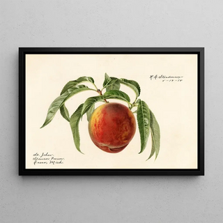 Royal Charles Steadman - Prunus persica St.webp