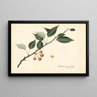 Royal Charles Steadman - Pyrus communis.webp