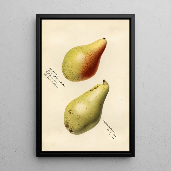 Pyrus communis Vicar of Winkfield - Royal Charles Steadman - Royal Charles Steadman — kehystetty taideteos seinällä