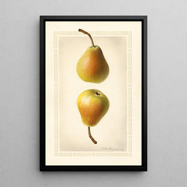 Pyrus communis Worden Seckel - Royal Charles Steadman - Royal Charles Steadman — kehystetty taideteos seinällä