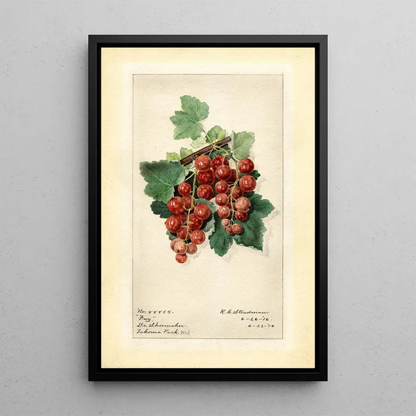 Ribes Fay - Royal Charles Steadman - Royal Charles Steadman — kehystetty taideteos seinällä