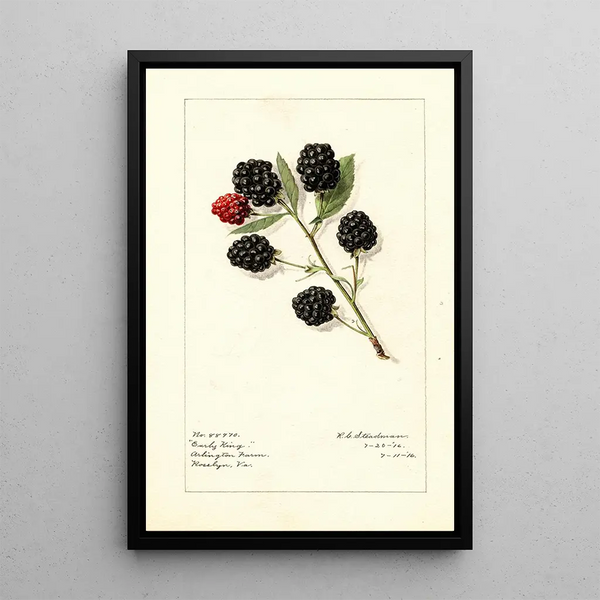 Rubus Early King - Royal Charles Steadman - Royal Charles Steadman — kehystetty taideteos seinällä