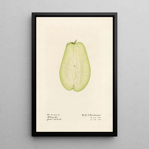 Sechium edule - Royal Charles Steadman - Royal Charles Steadman — kehystetty taideteos seinällä