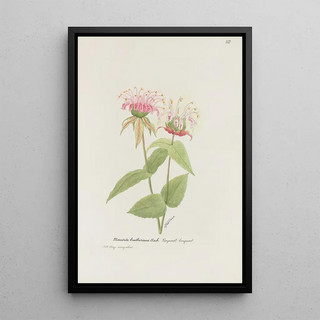 S Fred Prince - Bergamot lungwort.webp