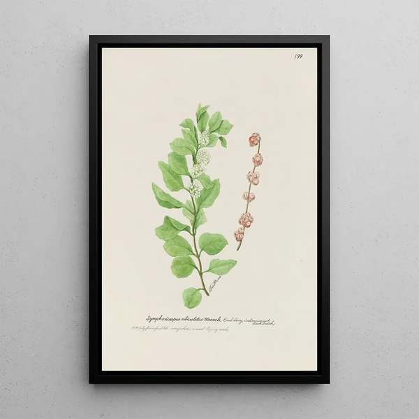 S Fred Prince - Coral berry.webp