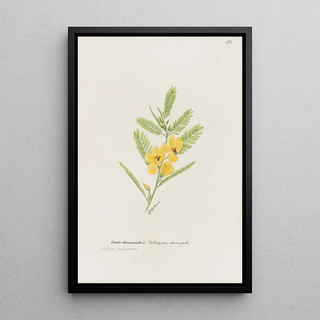 S Fred Prince - Partridge pea shame jack.webp