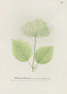Metsähortensia - S Fred Prince — näkymä teoksesta