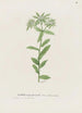 Euphorbia marginata - S Fred Prince — näkymä teoksesta