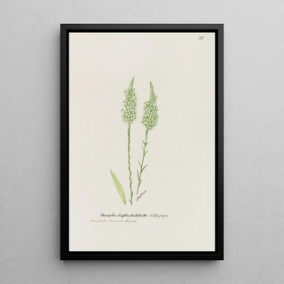 S Fred Prince - Whitefingers.webp