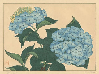 Hortensia - Sakai Hōitsu — näkymä teoksesta