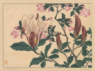 Magnolia - Sakai Hōitsu — näkymä teoksesta