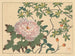 Pivoine - Sakai Hōitsu — näkymä teoksesta