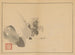 Sakai Hoitsu, kukka- ja lintimaalauksia, pl. 11 - Sakai Hōitsu — näkymä teoksesta