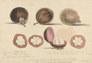 Samuel Davis - The Mangosteen Fruit Malacca.webp