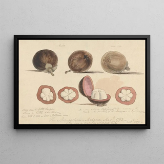 Samuel Davis - The Mangosteen Fruit Malacca.webp