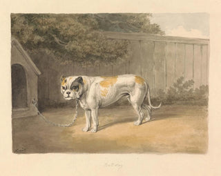 Samuel Howitt - A Bulldog.webp