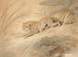 Samuel Howitt - A Cheetah Crouching by a Pool.webp