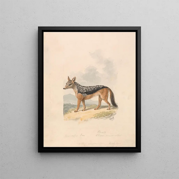 Samuel Howitt - Blackbacked Jackal.webp